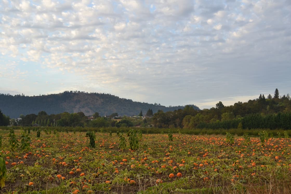A wide field of orange pumpkins on the vine stretching to a line of trees, with a long forested ridge and broken cloud above in the late afternoon