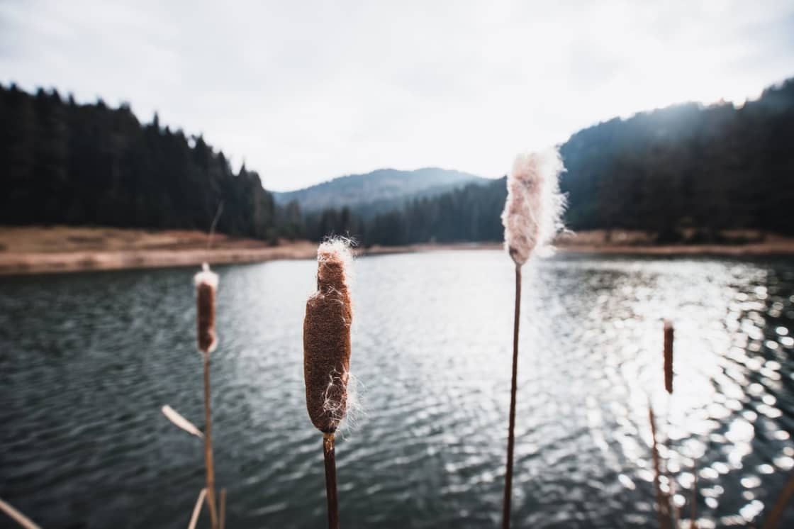 Cattail seed heads standing in the foreground against open rippled water, with conifer-covered slopes rising behind under an overcast sky