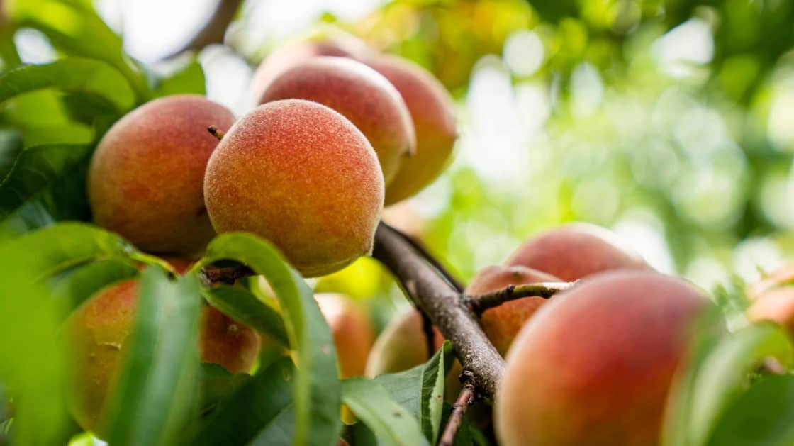 Ripe peaches with red and orange skin hanging on a branch among green leaves in an orchard