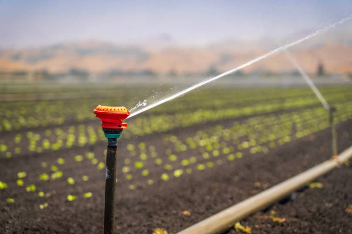 An irrigation sprinkler head throwing a jet of water across rows of low green crops in a field at dusk
