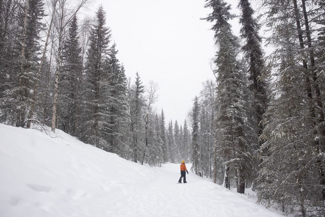 A lone snowshoer in an orange jacket walking a snow-covered trail through dense conifer forest during falling snow