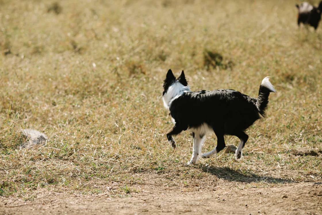 A black-and-white border collie moving away across dry sun-bleached grass, ears up and head carried forward and low, tail down with a white tip, another animal blurred at the edge of the field behind it