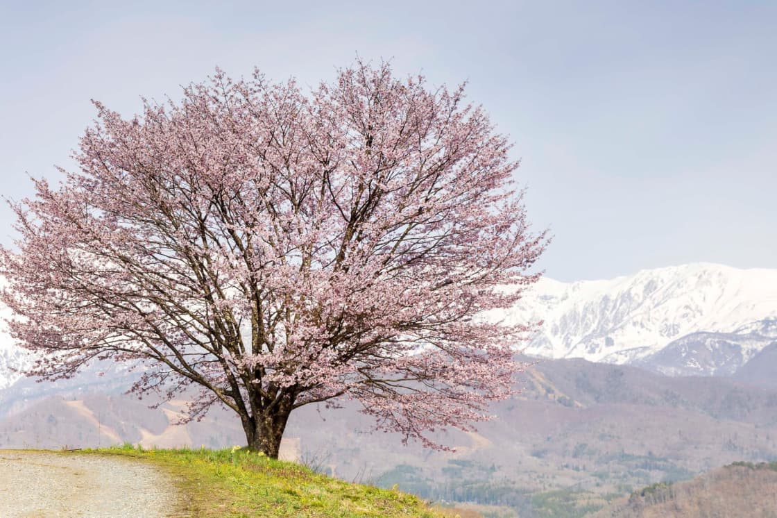 A single pink blossoming tree on a rise with snow-covered mountains behind it