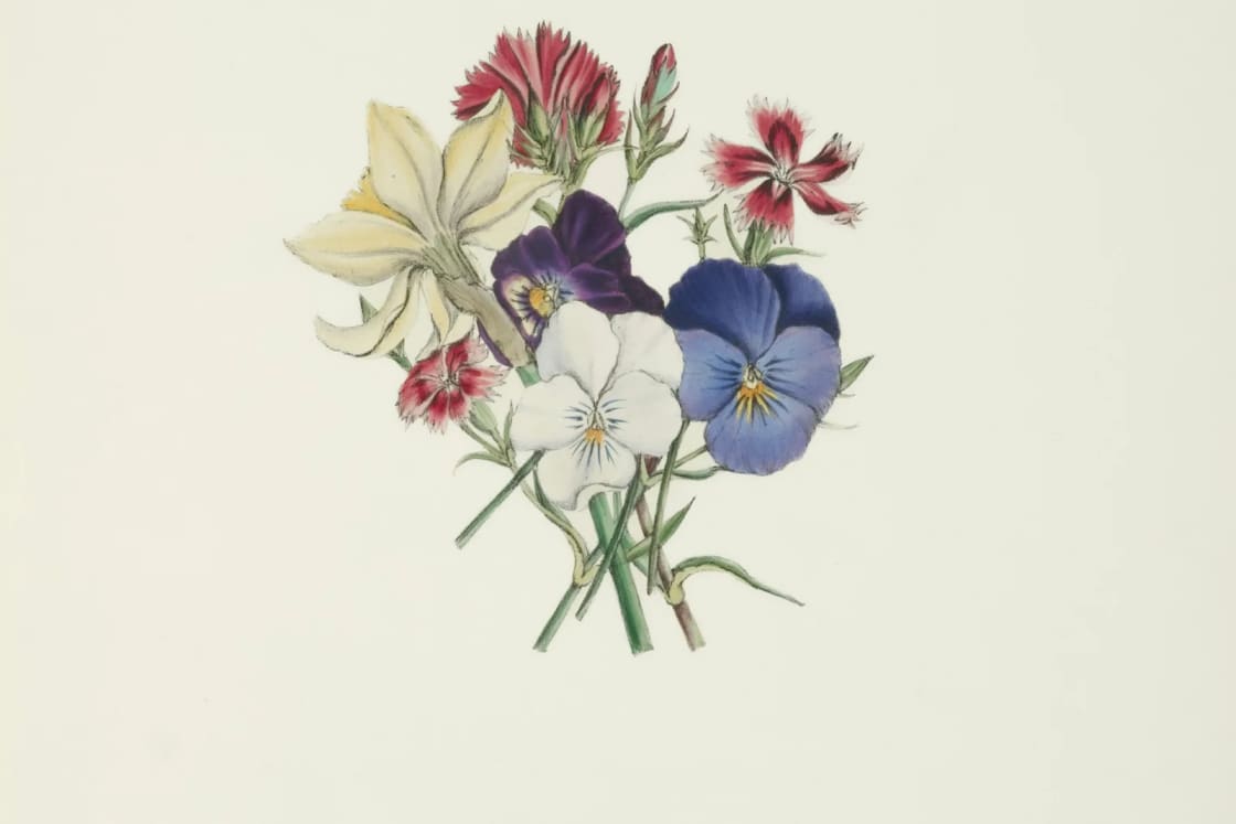 A vintage botanical illustration of a small summer bouquet with pansies, a lily and red pinks on cream paper.