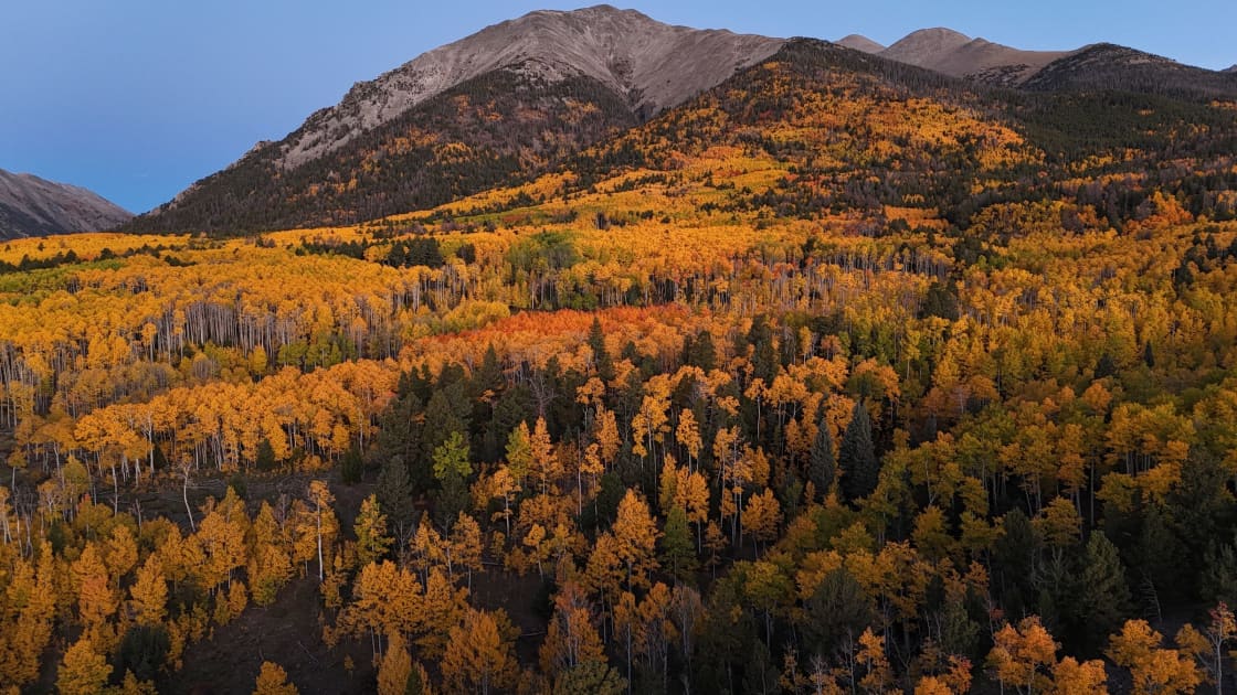A mountainside of golden aspens threaded with dark conifers, one stand turned orange in the middle distance, rising to a bare rocky peak and a dry ridgeline under a clear pale sky in low sunlight
