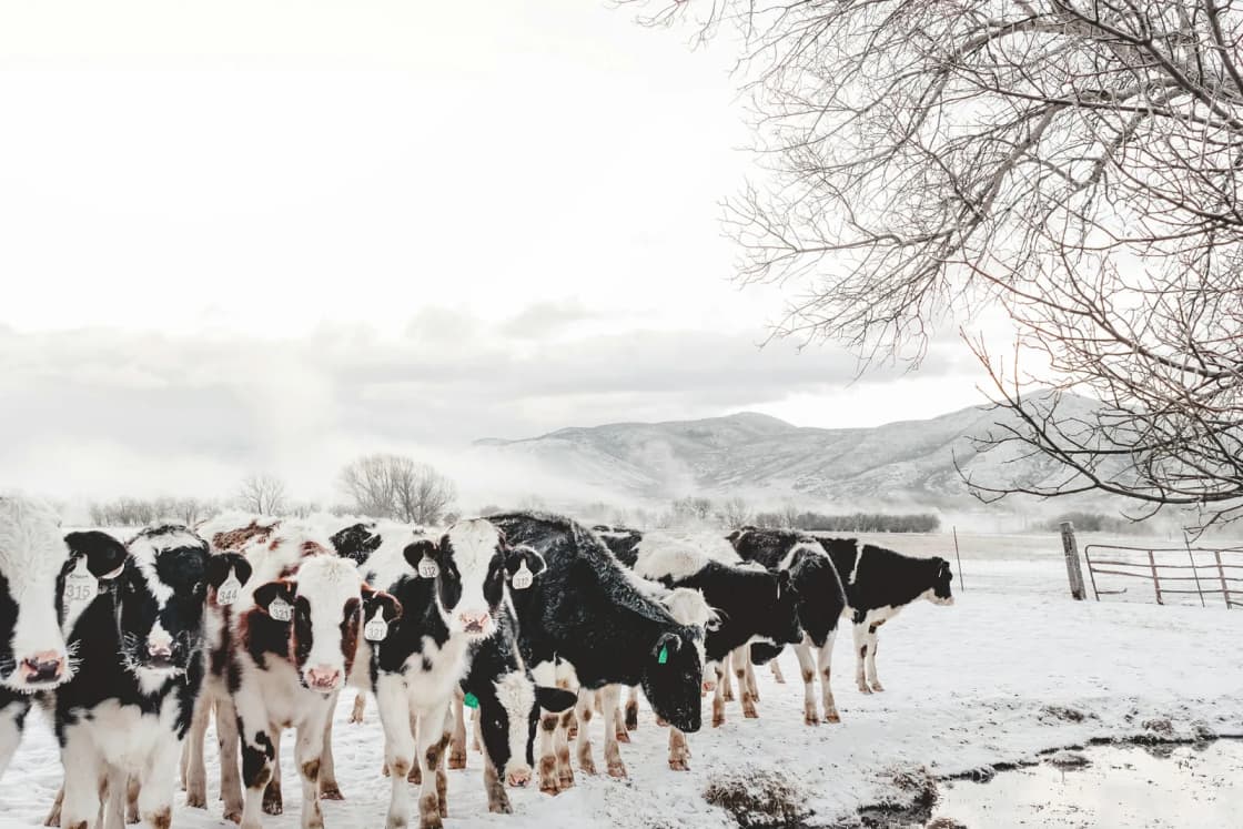 A herd of black-and-white dairy cows crosses a snow-covered field beside a creek on a hazy winter morning in Midway.