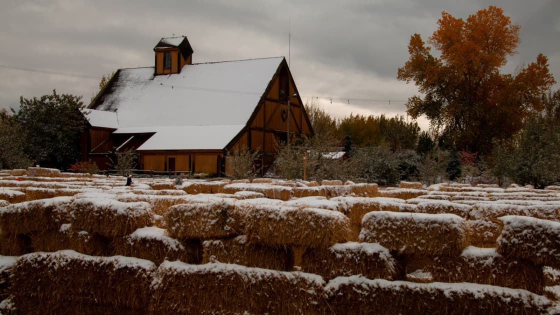 Rows of hay bales dusted with early snow in front of Wheeler Historic Farm's timber activity barn, its roof and cupola white with snow, beside an orange autumn tree under a gray sky