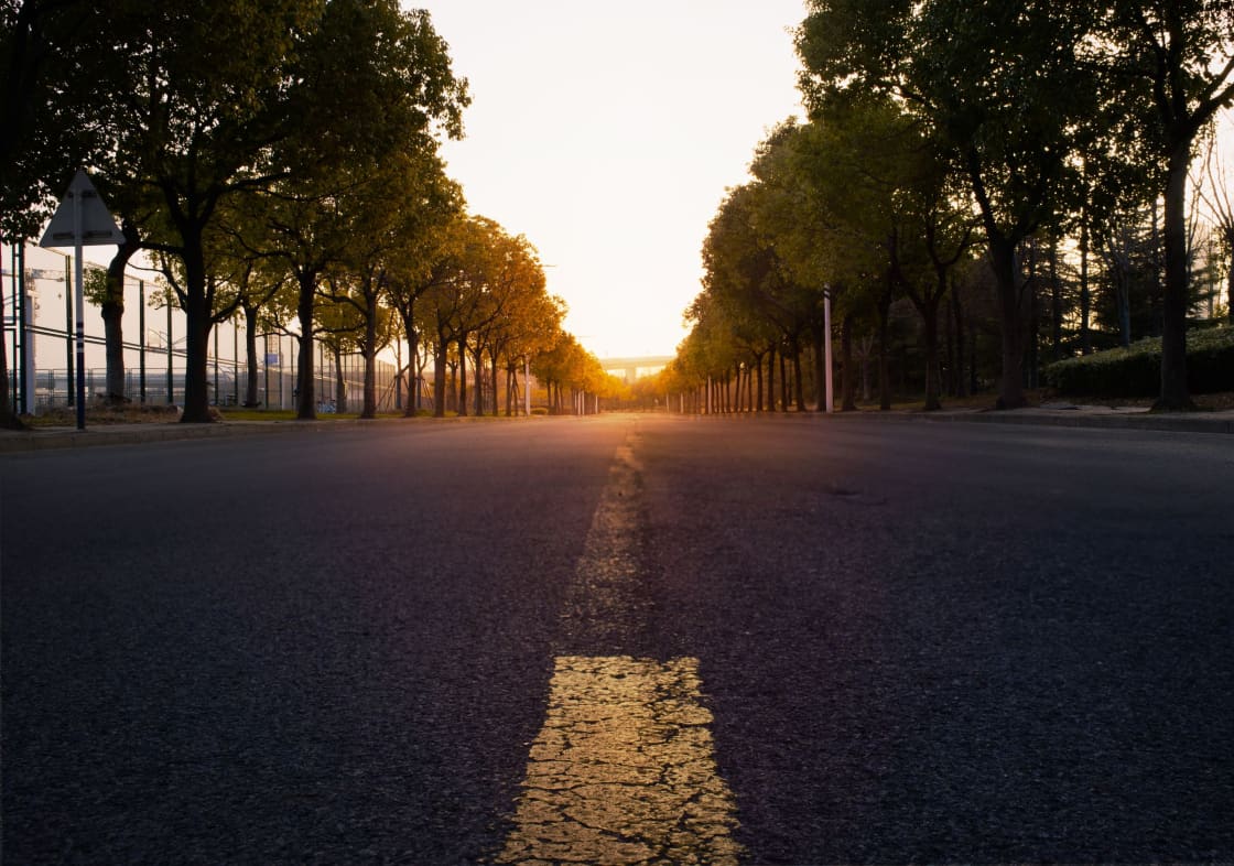 An empty tree-lined road at sunrise with light coming down the center of the lane