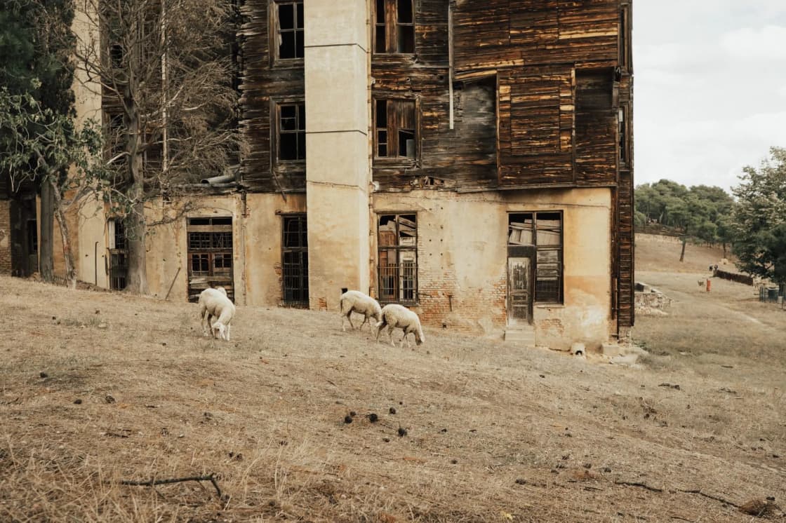 A weathered, partly collapsed wooden building with dark empty windows stands in dry grass while a few sheep graze in the foreground