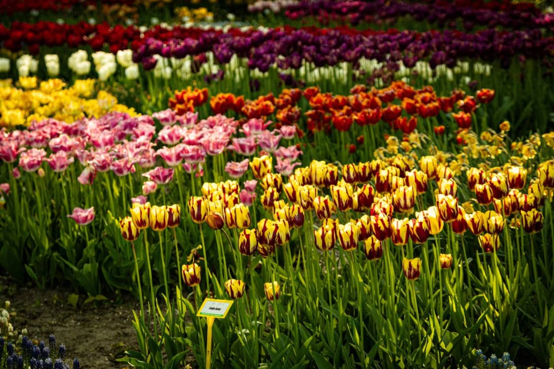 Formal garden beds planted in bands of tulips, pink in front, red-and-yellow striped behind, orange and purple beyond, with a small white variety label staked in the soil