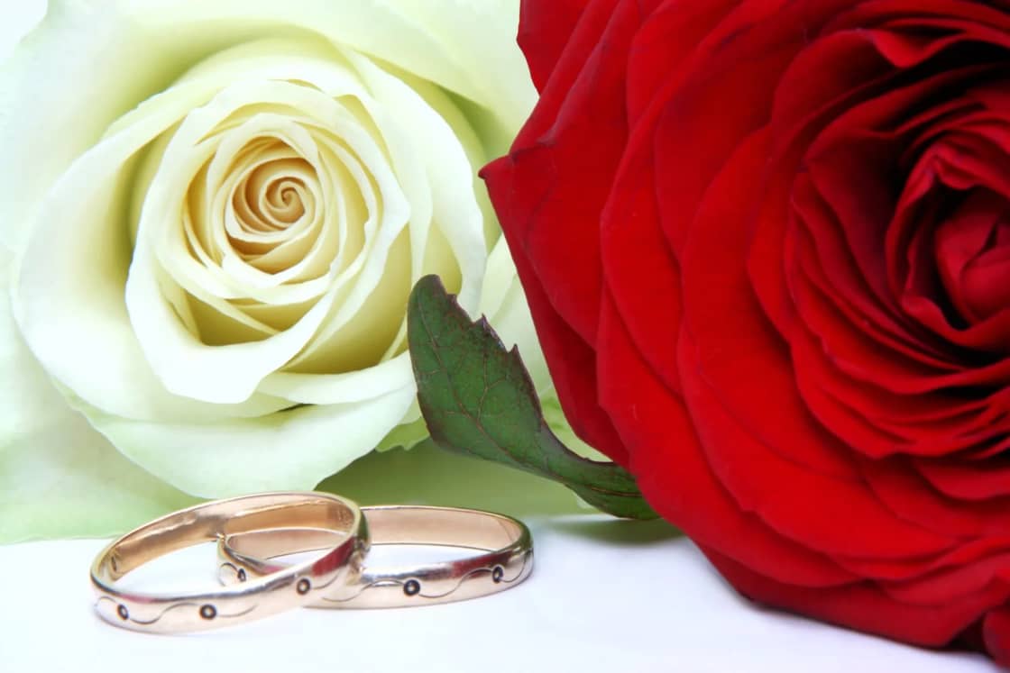 Two gold wedding bands rest on a white surface beside a cream rose and a red rose.
