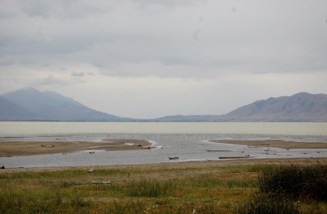 Utah Lake's shallow, milky water under an overcast sky, with sandbars, driftwood and a line of gulls along the shore, grassy flats in front and mountains rising at both ends of the far shore
