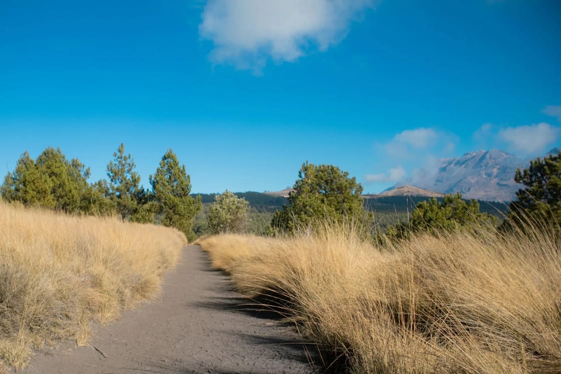 A dirt path runs between tall dry grasses toward a stand of trees under a bright blue sky, with a low ridge beyond