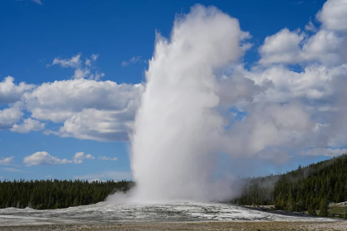 A tall white geyser plume shoots into a blue sky above a pale sinter flat in Yellowstone, with dark pine forest on both sides.