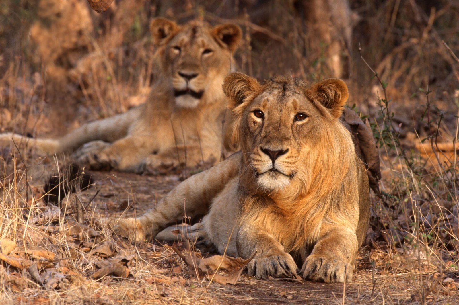 xgir-national-park.jpg.pagespeed.ic.Xh3b9EKZTY xgir-national-park.jpg.pagespeed.ic.Xh3b9EKZTY