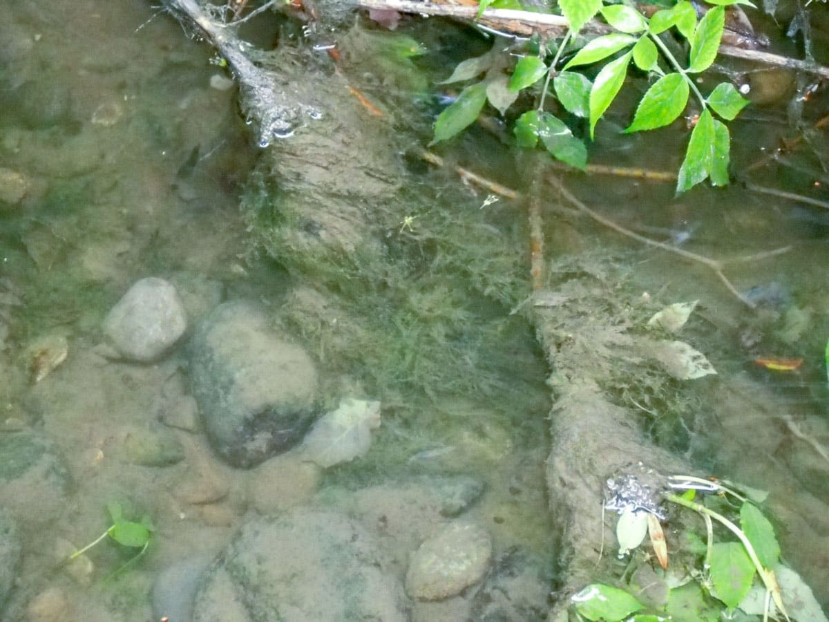 Pilotprojekt Gewässermonitoring, Aabach Lenzburg – Bauherrenberatung – VZP Ingenieure AG