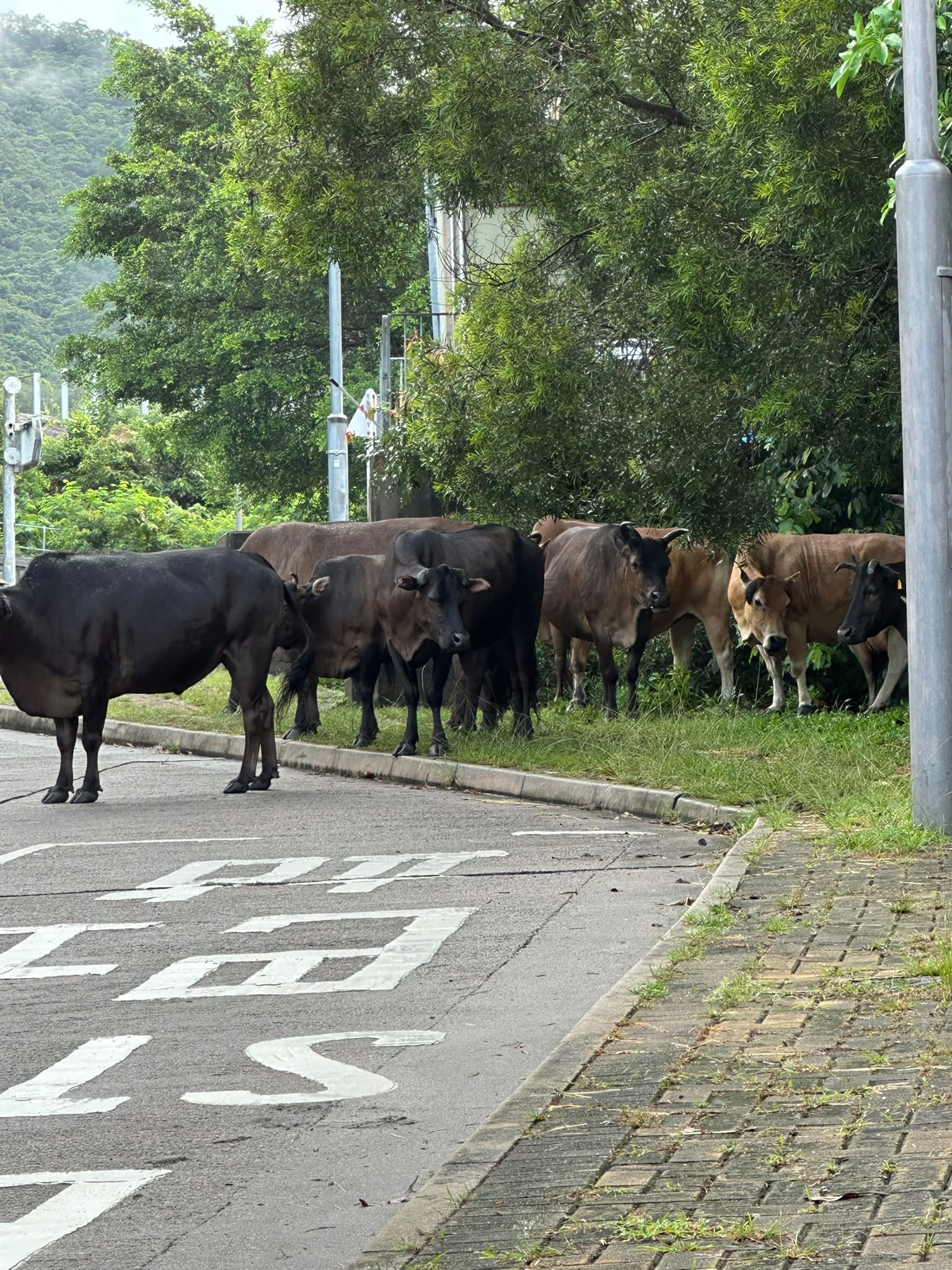 On the road in South Lantau