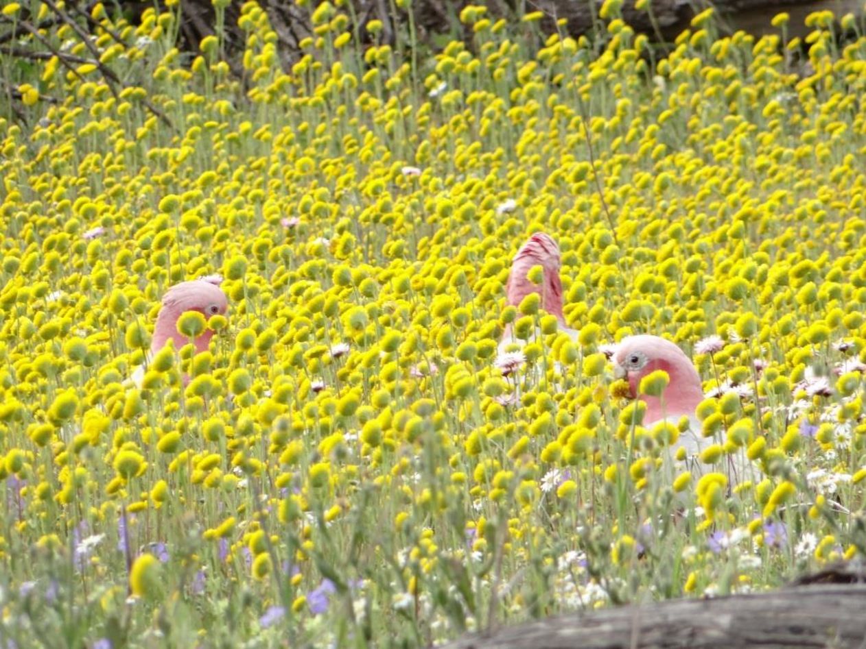 Capitalising on Western Australia's wildflower bounty - WA Parks Foundation