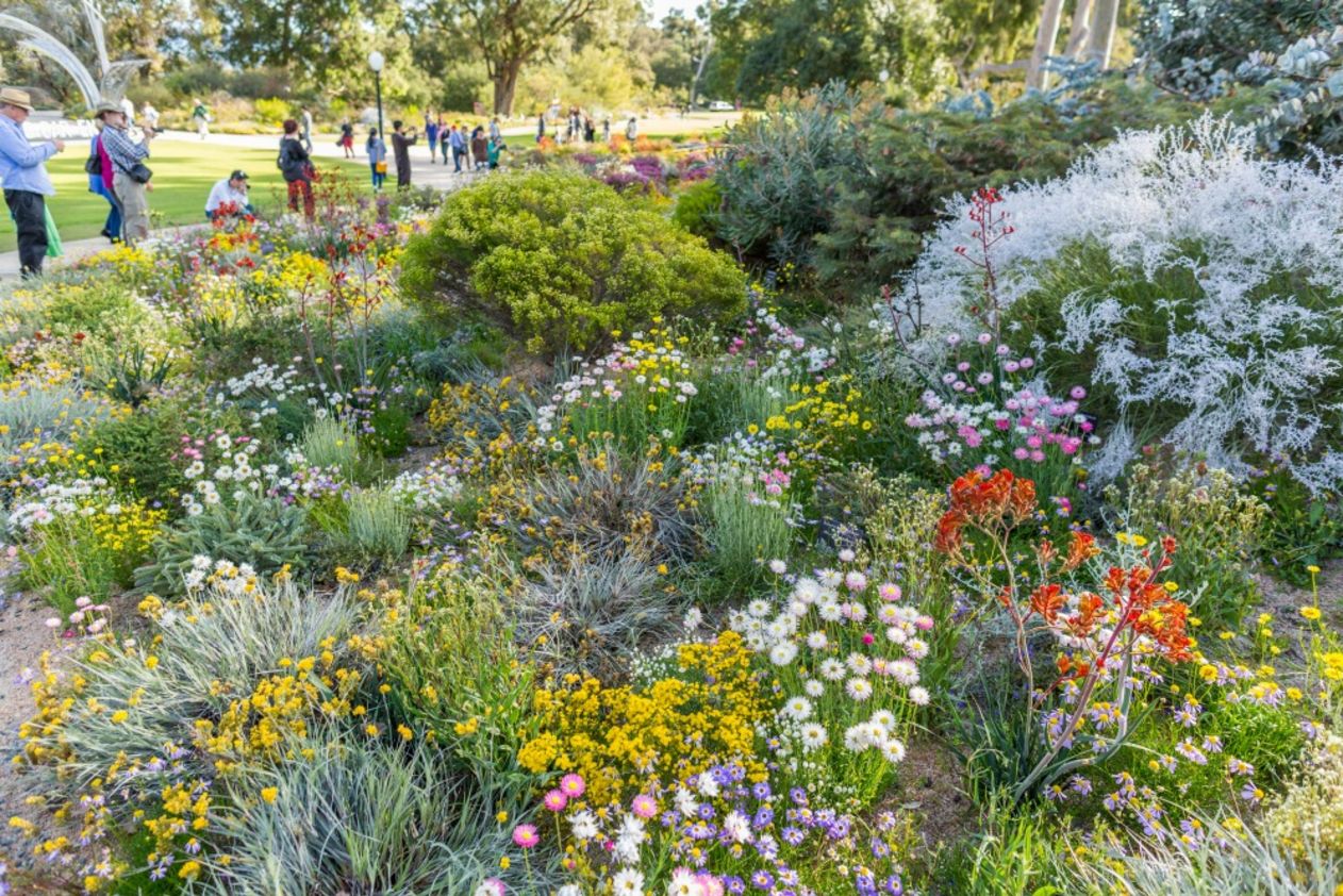 Flower power in Kings Park WA Parks Foundation