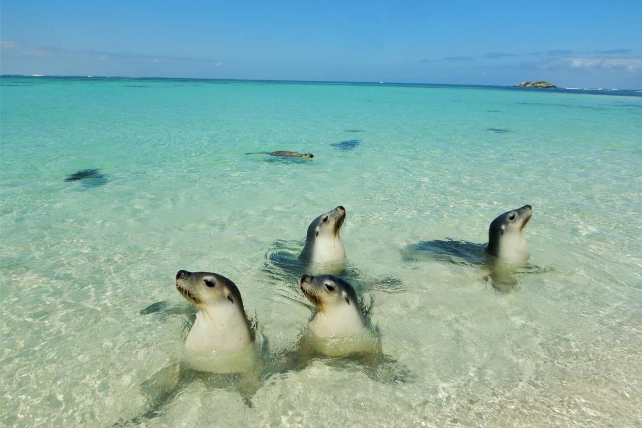 Swimming with seals - WA Parks Foundation