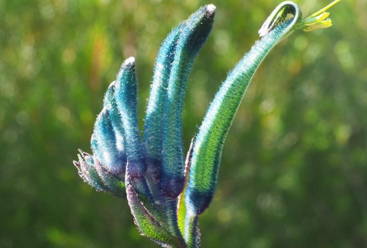 Blue Kangaroo Paw