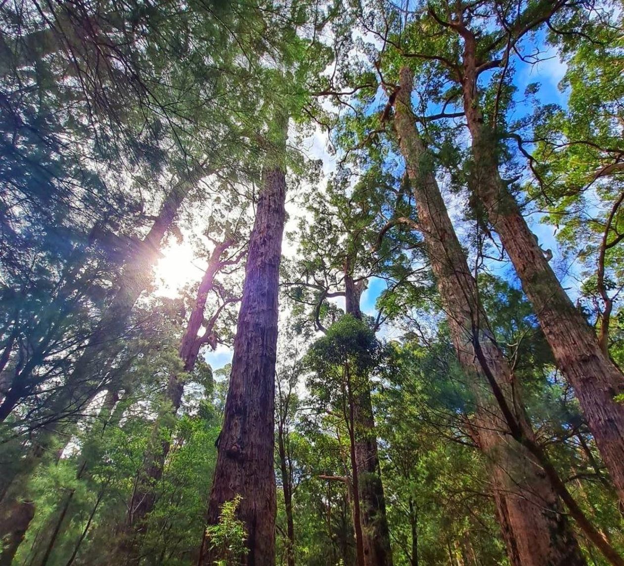 Valley of Giants, Walpole-Nornalup National Park