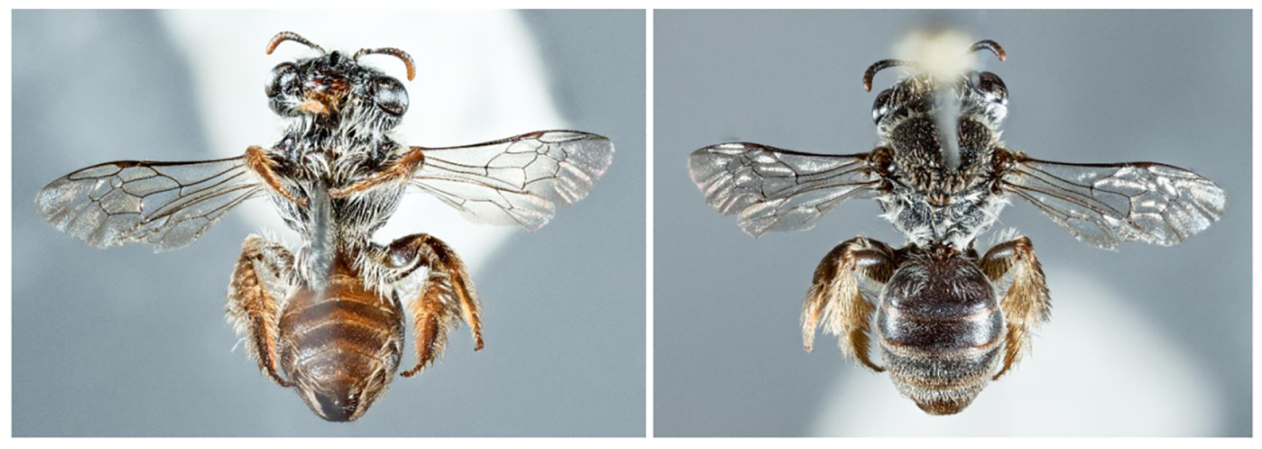Leioproctus zephyrus is restricted to native vegetation remnants in the southwest and is highly specialised, foraging only on a few species of Jacksonia. Photo credit: Curtin University.