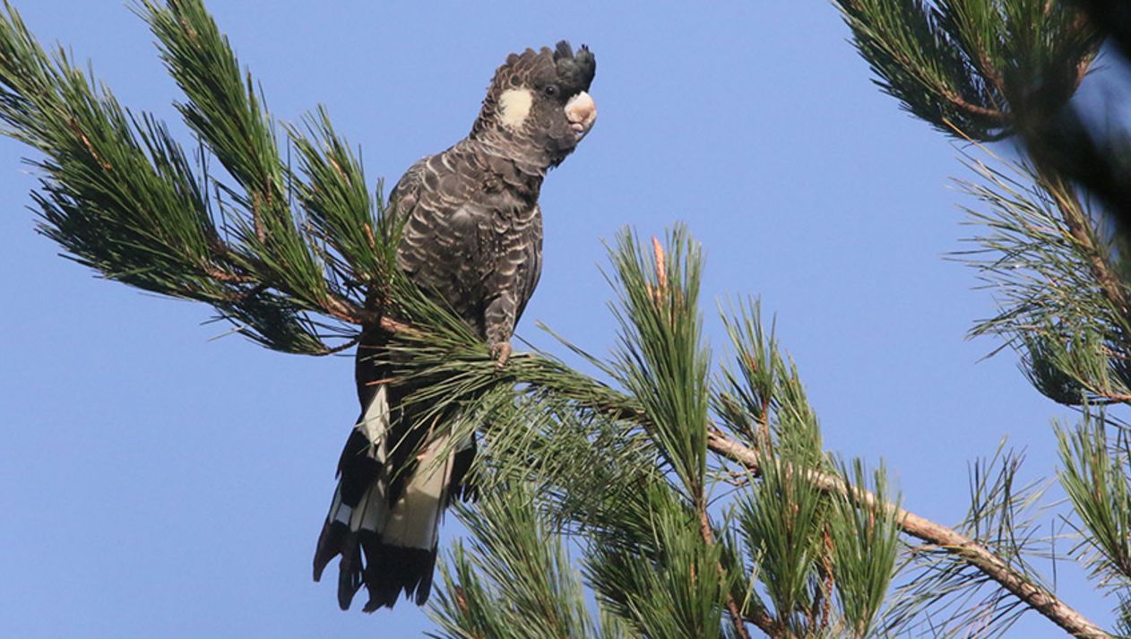 Drivers are being urged to watch out for black cockatoos in an effort to reduce the number of birds being hit by traffic. Photo credit: Murdoch University.