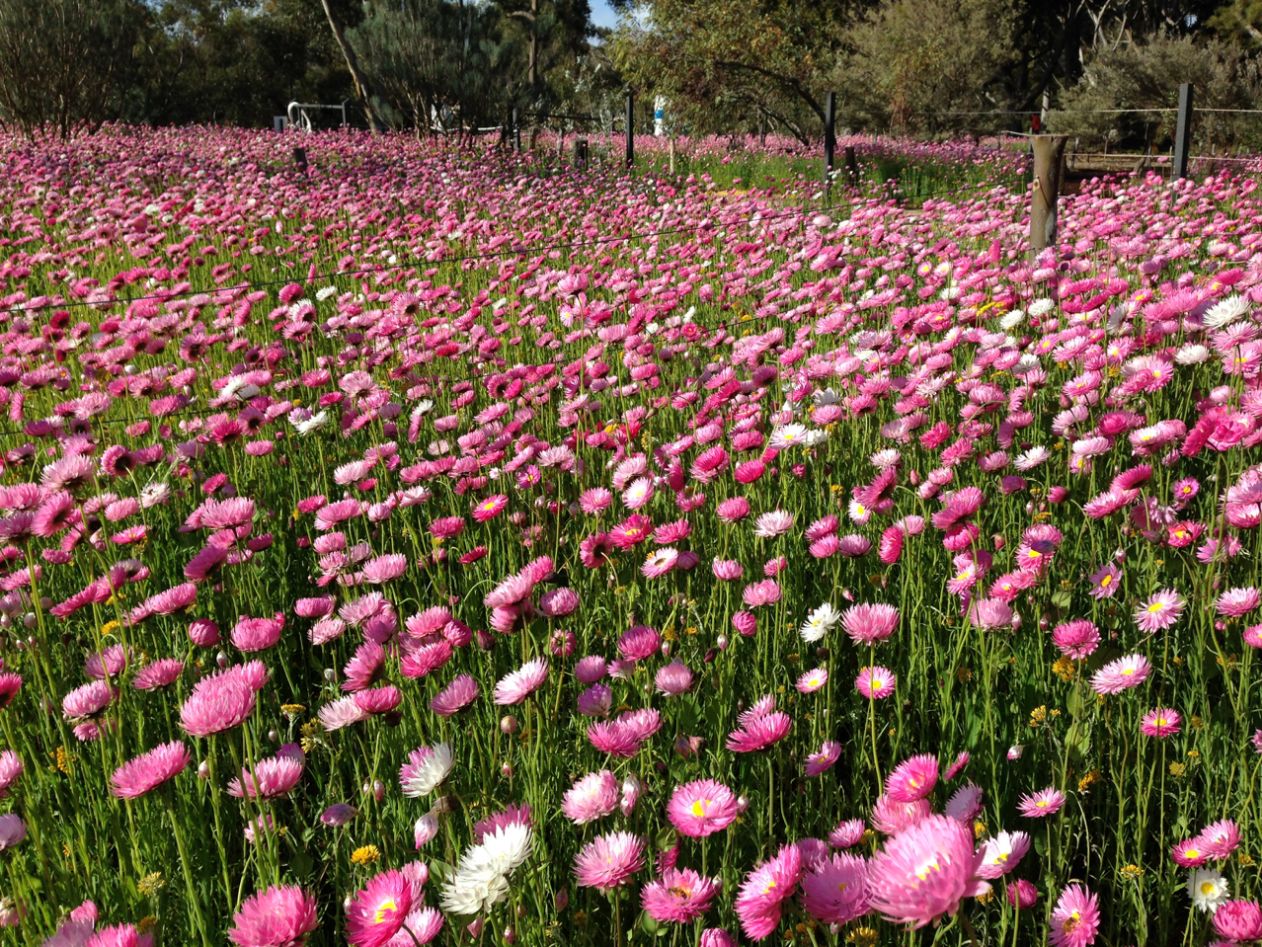 Kings Park wildflower festival delights and inspires WA Parks Foundation