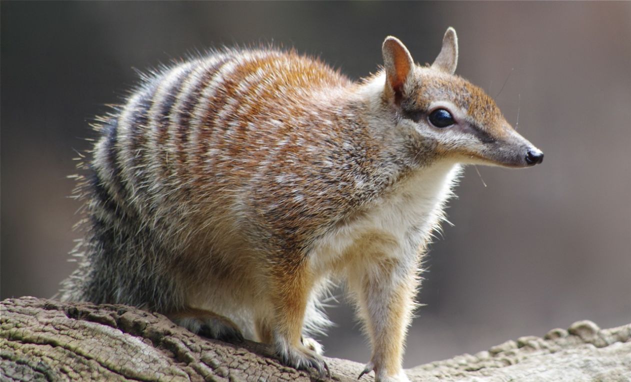 The Numbat has officially been reclassified from Endangered to Near Threatened, marking a huge conservation milestone.