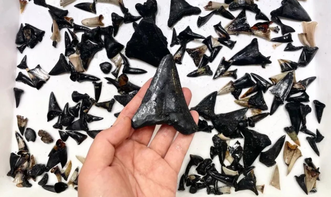 149 new marine species discovered in Australia's Indian Ocean.