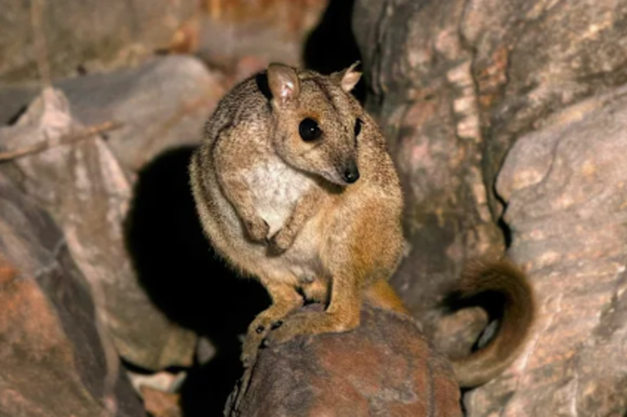 Nabarlek tiny wallaby spotted in Kimberley. Image by WA Today.