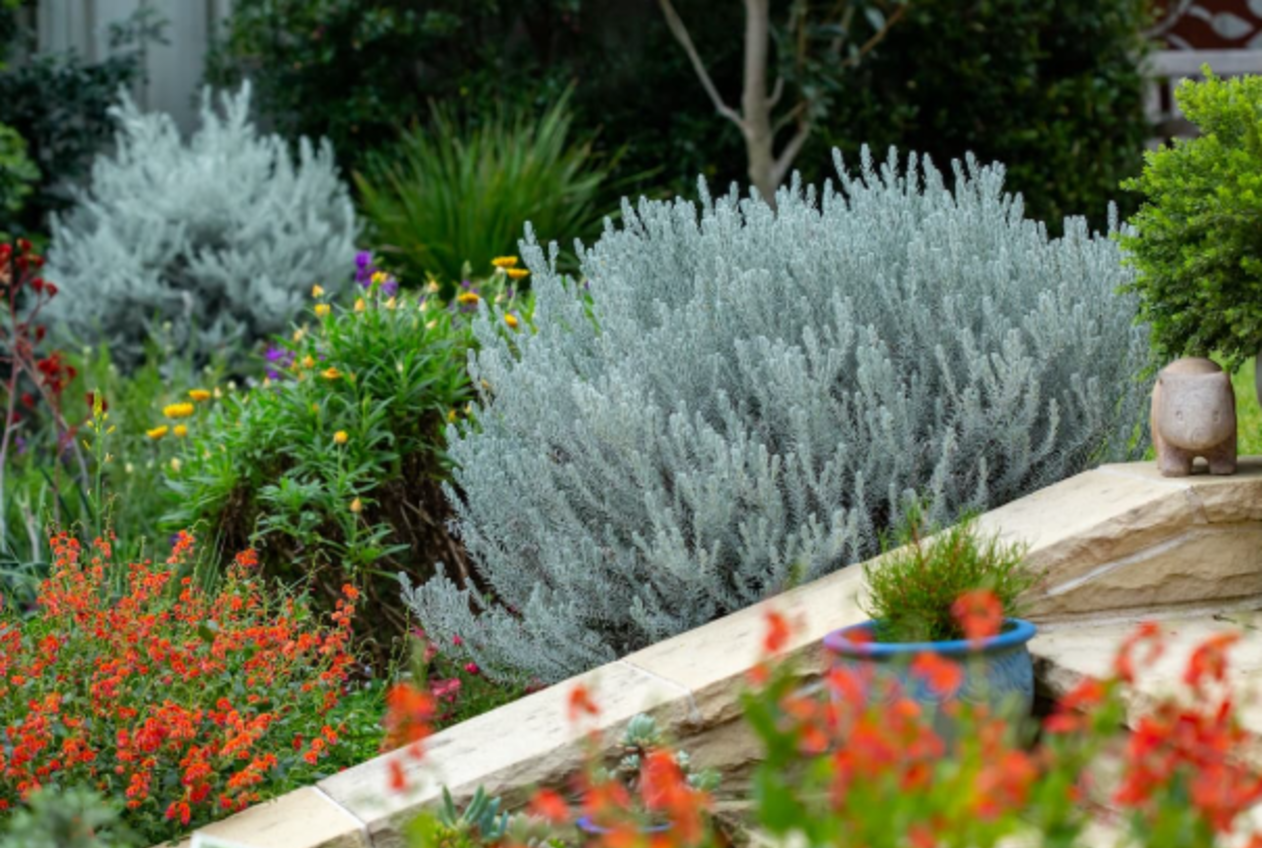 Waterwise gardens. Image by Perth is OK!