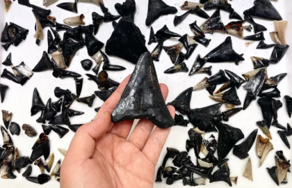 149 new marine species discovered in Australia's Indian Ocean.