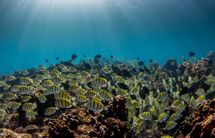 Study highlights the global conservation significance of Exmouth Gulf at a time when marine ecosystems face increasing pressure from climate change.