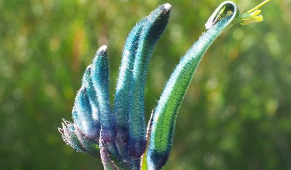 Blue Kangaroo Paw