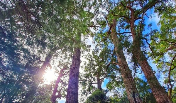Valley of Giants, Walpole-Nornalup National Park
