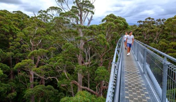 Valley of the Giants, Tree Top Walk
