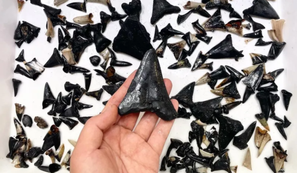 149 new marine species discovered in Australia's Indian Ocean.