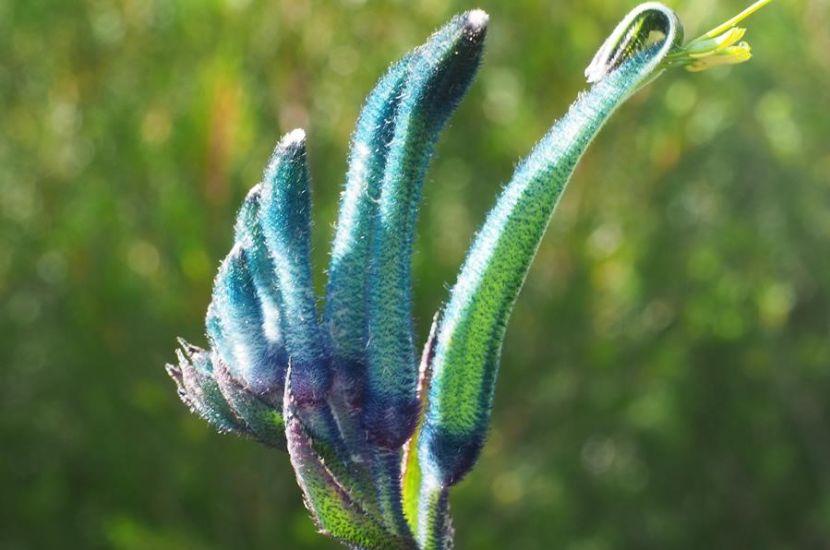 Blue Kangaroo Paw