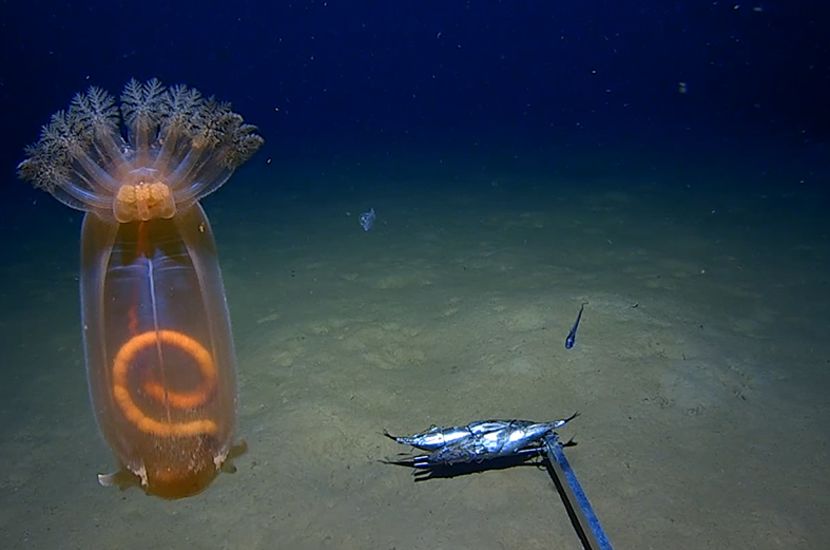 The exhibition celebrates the rich biodiversity of Western Australia’s marine parks. Image credit: The University of Western Australia.