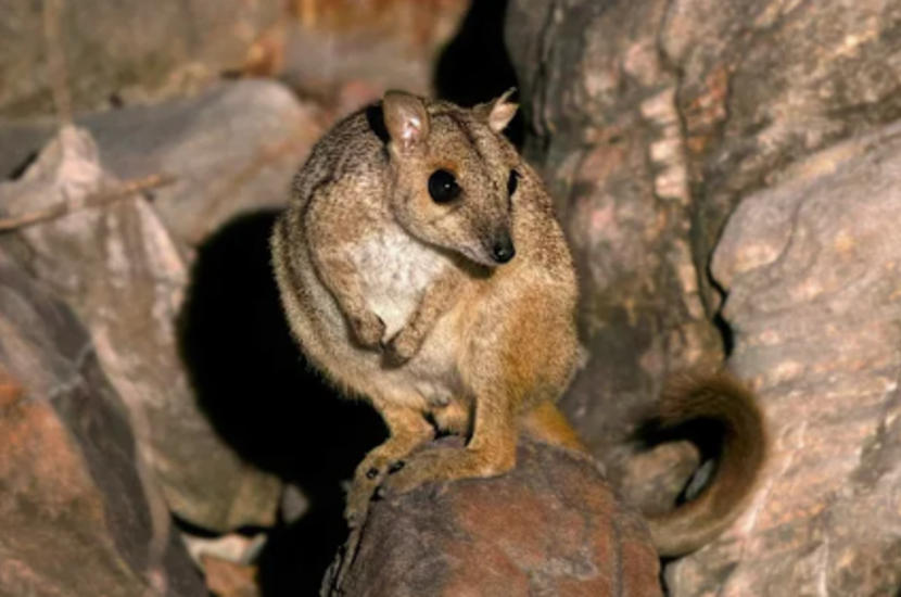 Nabarlek tiny wallaby spotted in Kimberley. Image by WA Today.