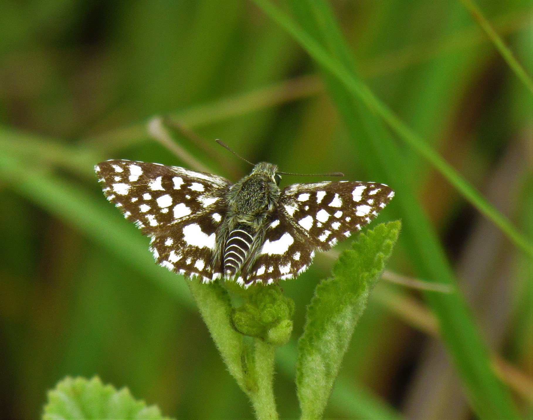 Monitoring -Amurum Butterfly Populations 