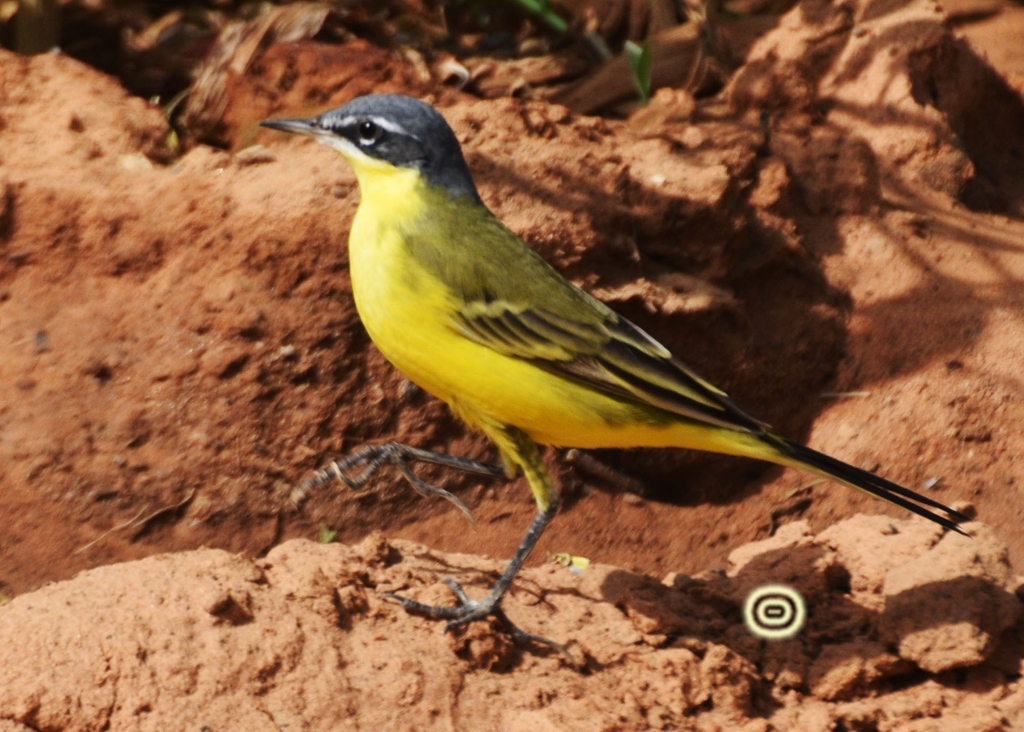 Yellow Wagtail
