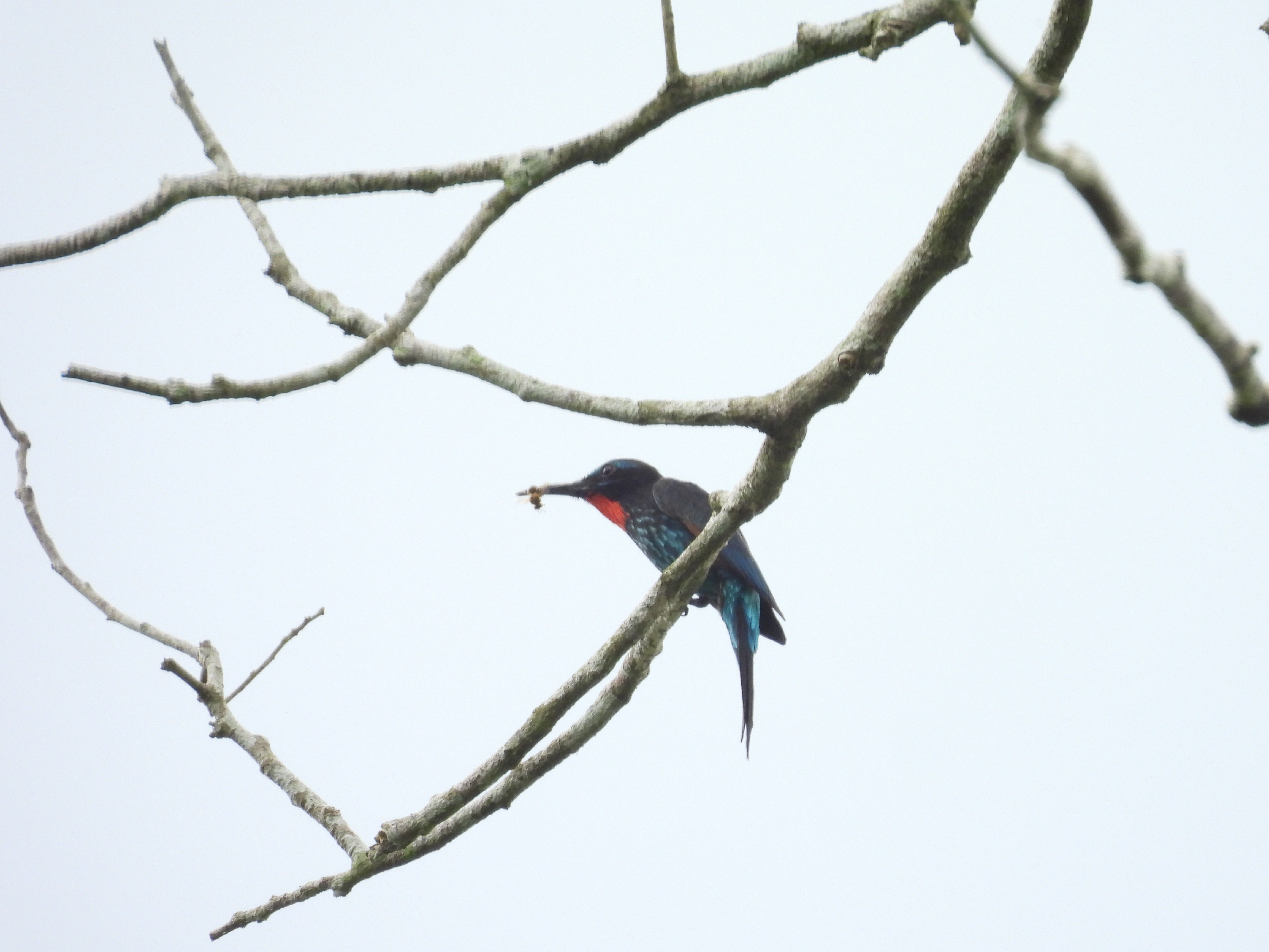 Black Bee-eater
