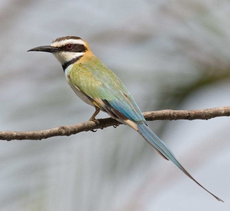 White-throated Bee-eater