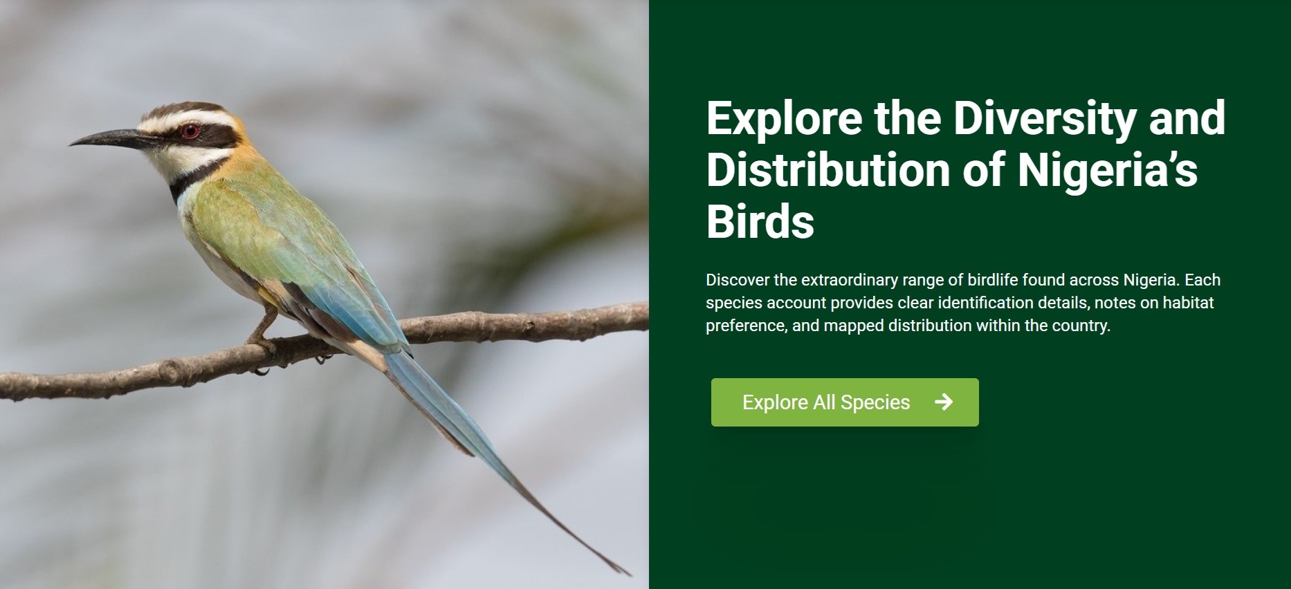 THE NIGERIAN BIRD ATLAS PROJECT (NIBAP) LAUNCHES ONLINE PORTAL SHOWCASING THE COUNTRY’S BIRD SPECIES DISTRIBUTION