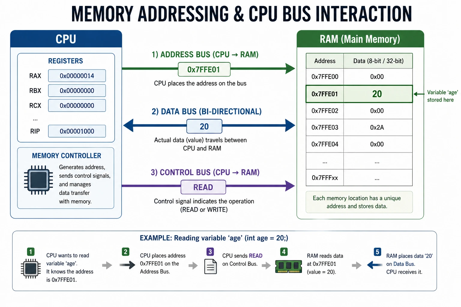 Memory addressing and CPU bus interaction diagram with address bus, data bus, and control bus