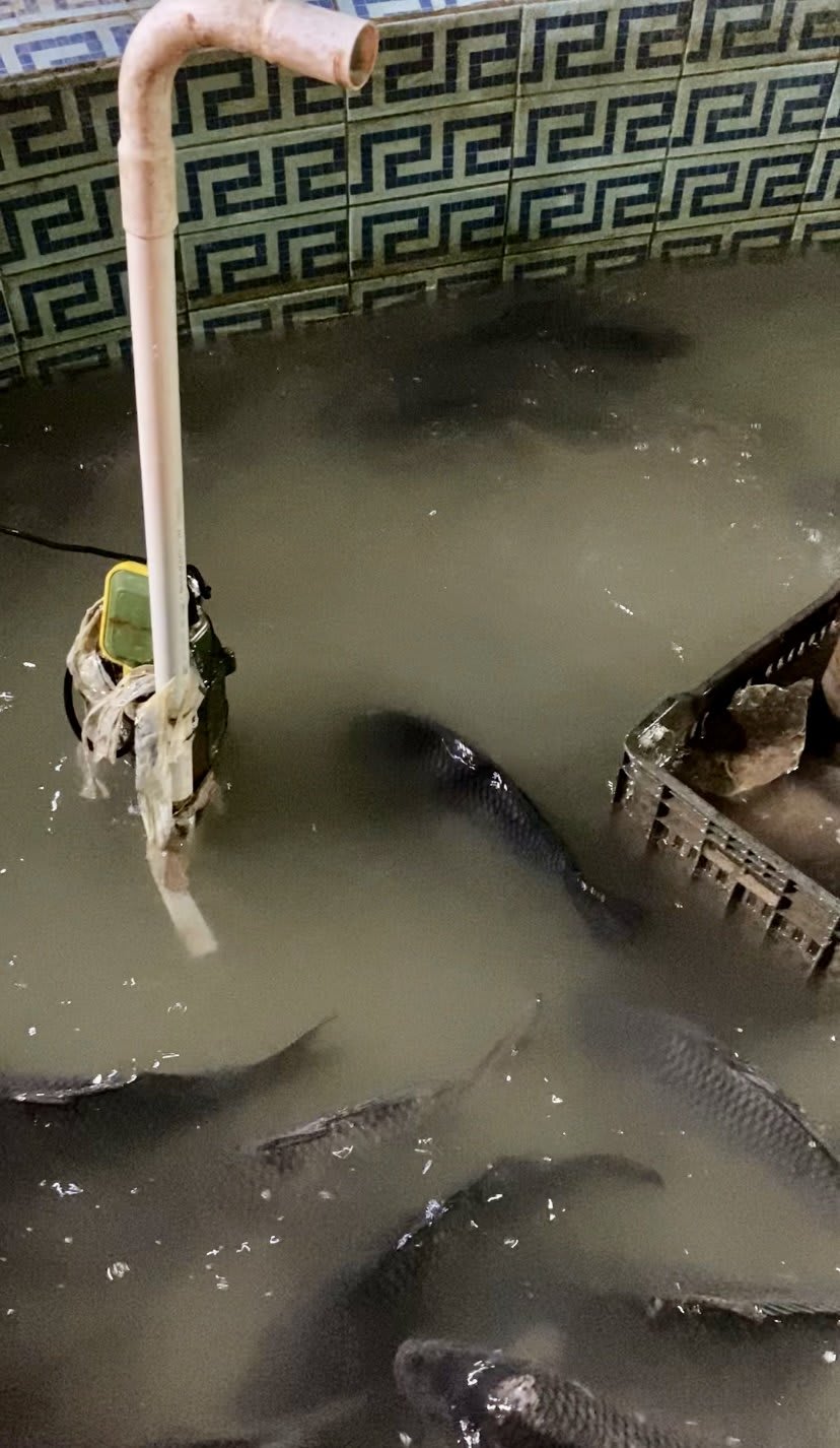 Fotografia del viaggio in Iraq, sezione 5, immagine 37