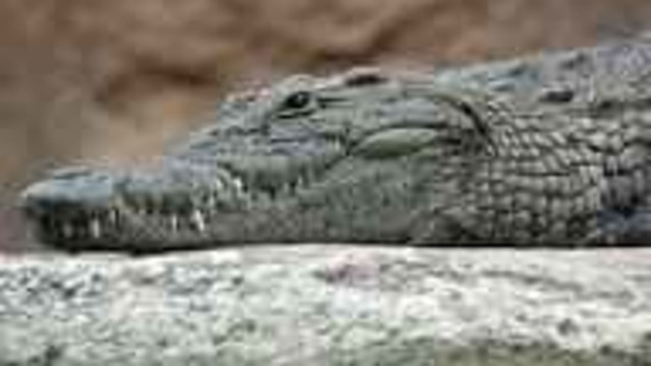 Crocodile poop was the first contraceptive Crocodile poop was the first contraceptive